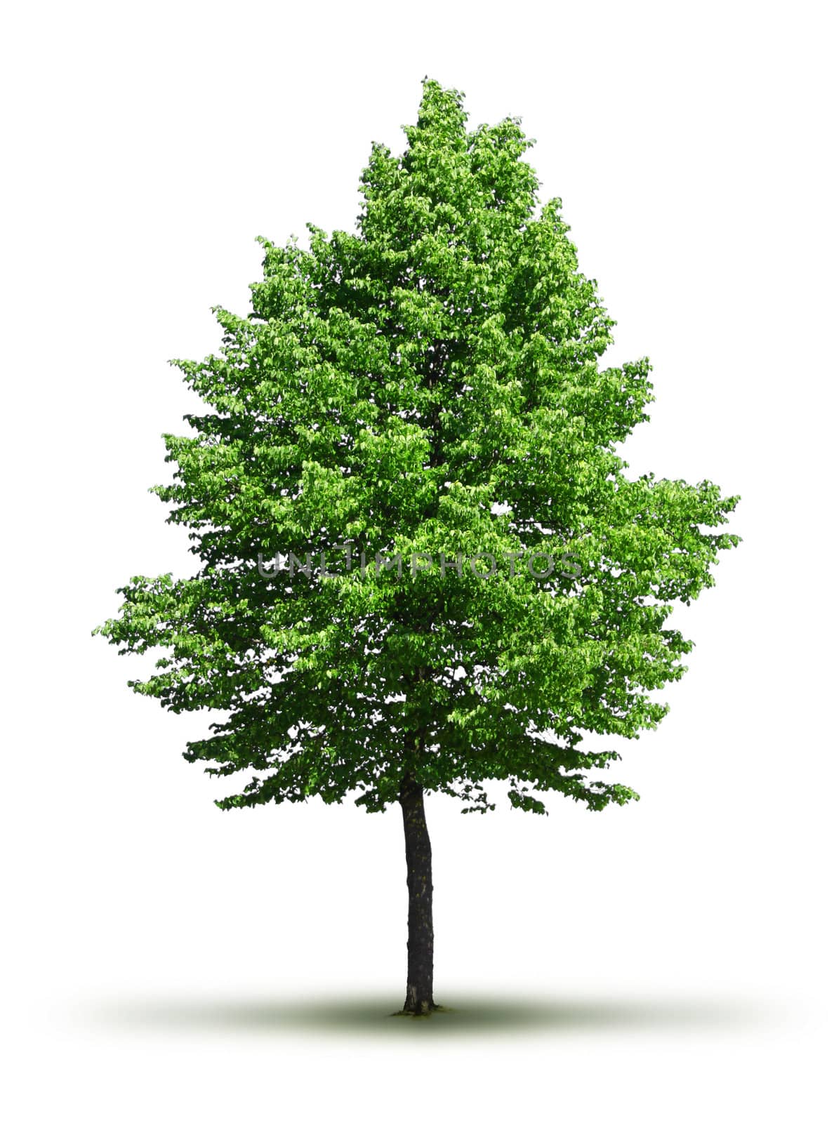 Lone green leafy tree isolated on white background, with soft shadow