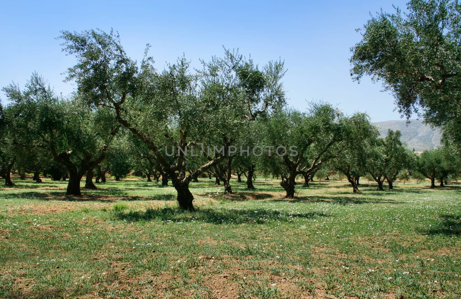 Olive trees growing in olive grove in Mediterranean