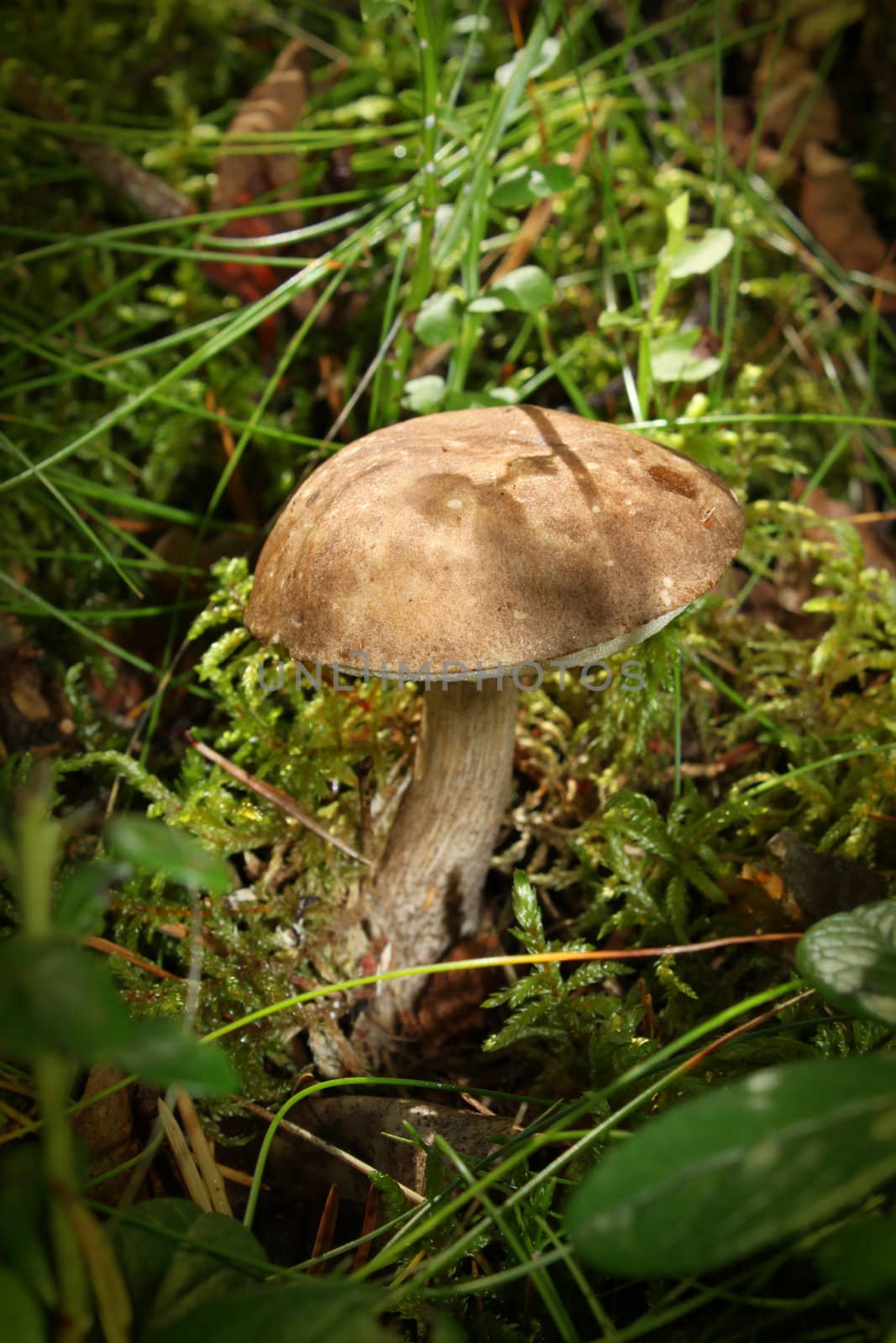 Mushroom growing on green autumn forest moss background
