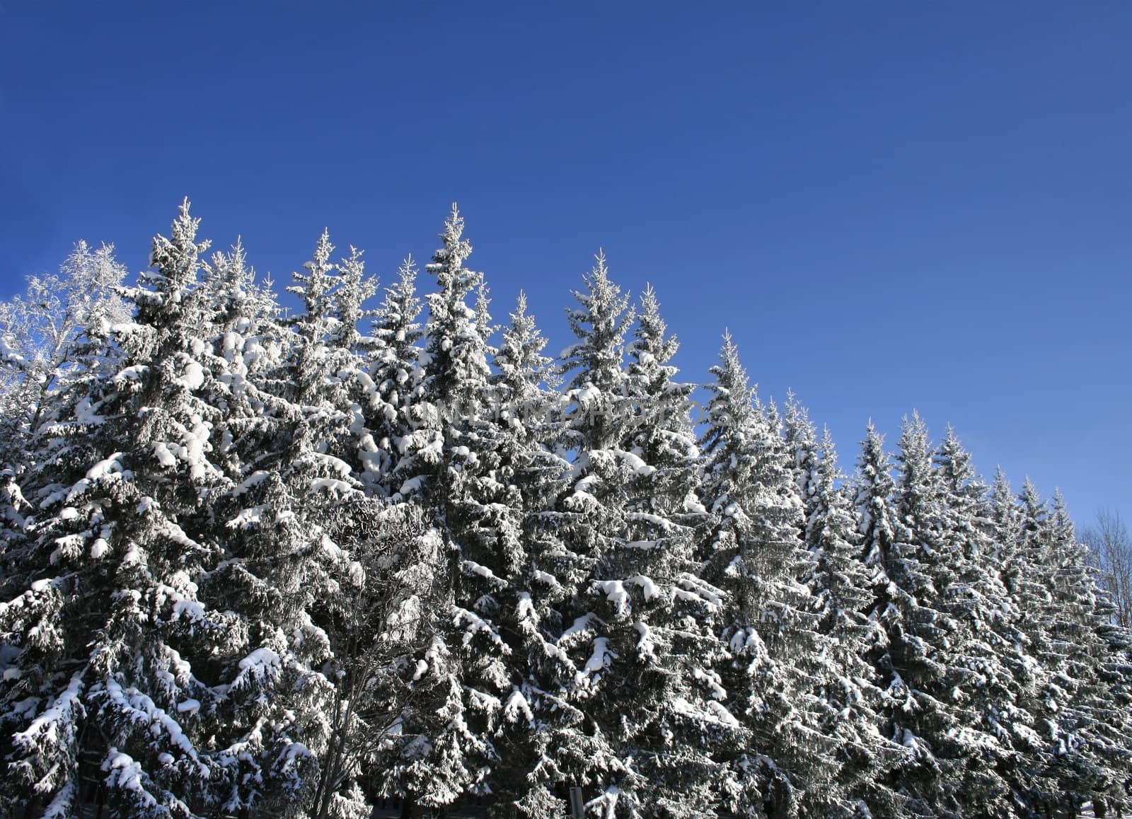 Snowy forest and clear blue sky on bright winter day