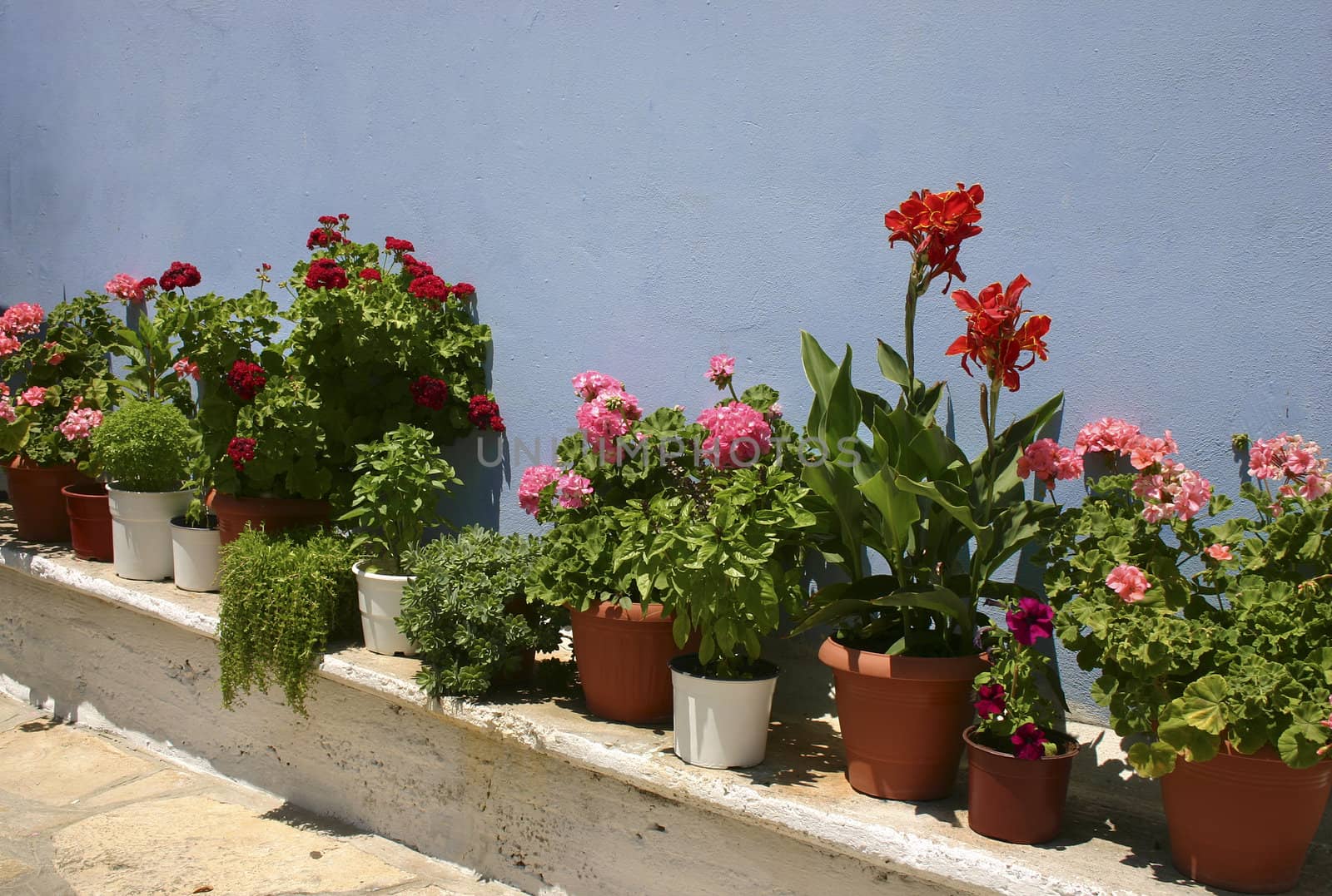 Pots with red flowers against blue plaster wall