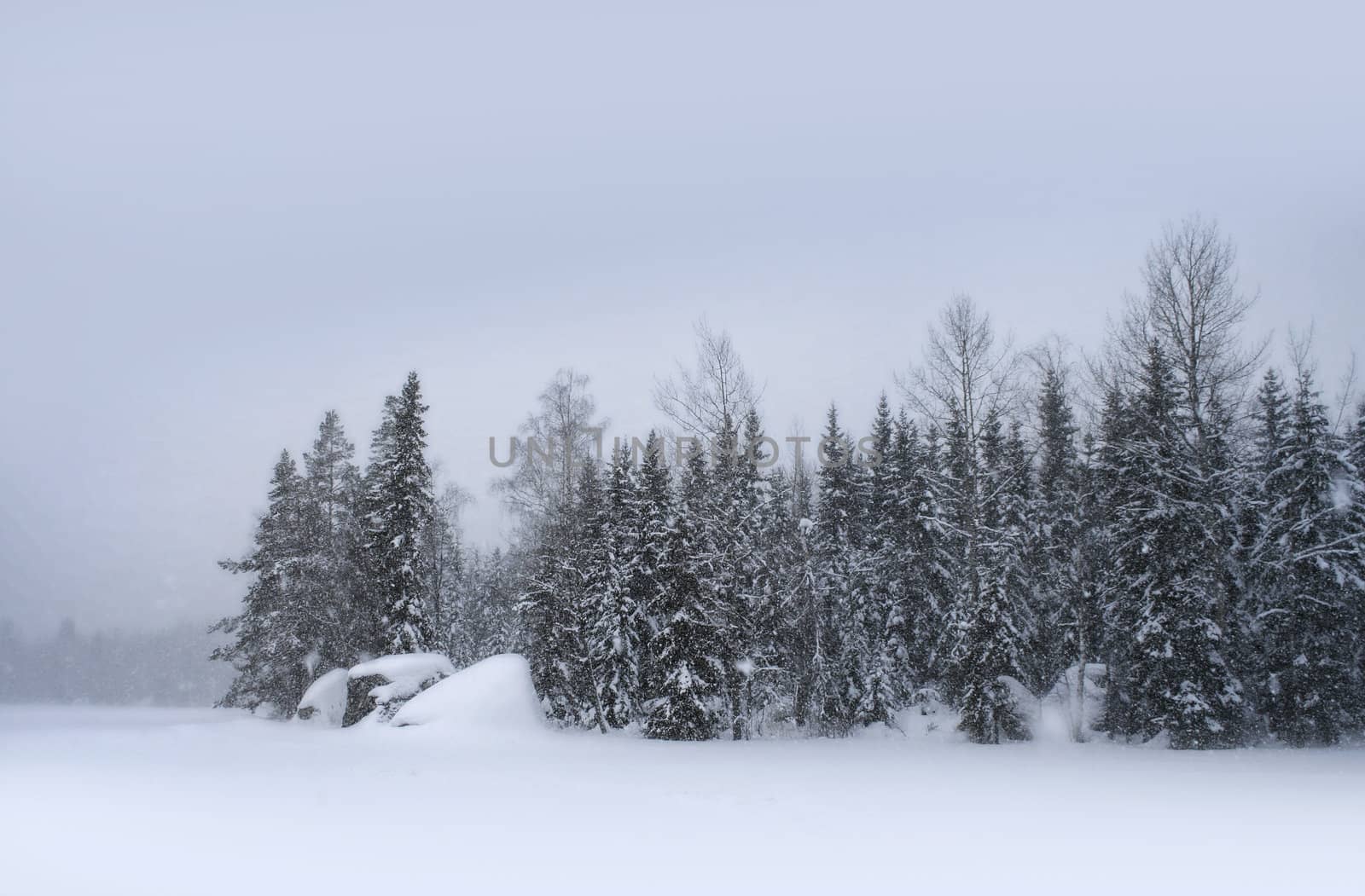 Snow falling heavily with winter forest landscape on background