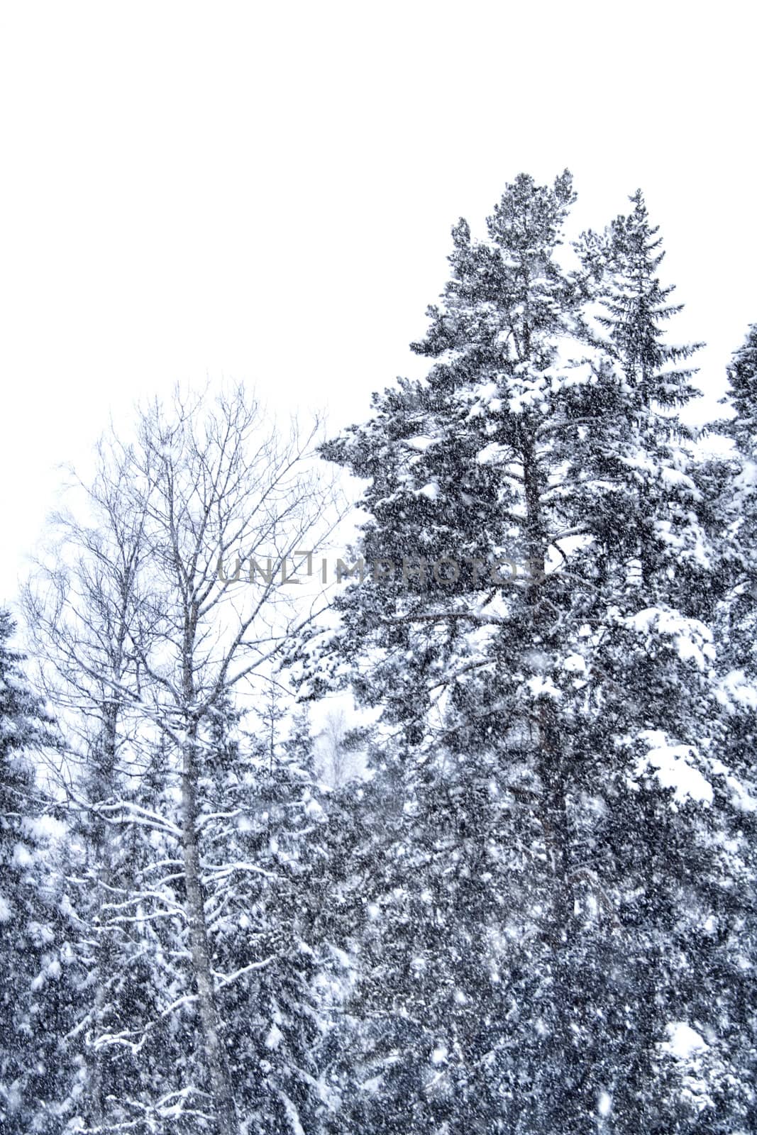 Snow falling heavily with snowy trees landscape on background