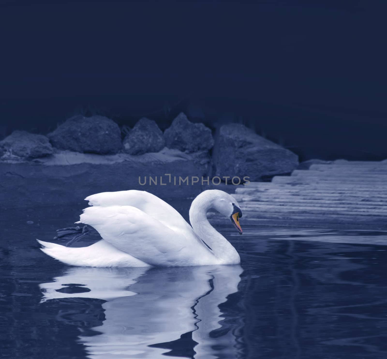 Reflection of white swan on a dark calm pond