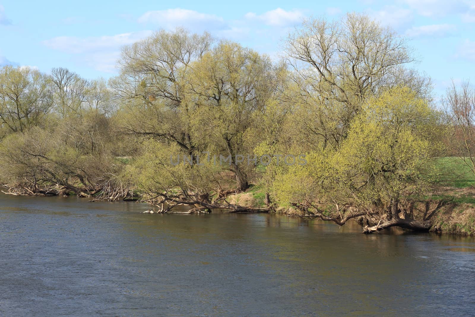 Mulde river in spring in Saxony-Anhalt / Germany