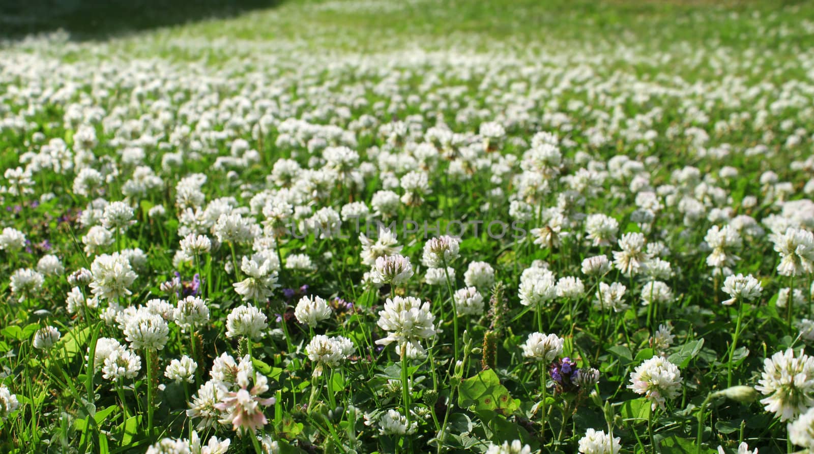 Dense white clover flower mat growing on green summer field