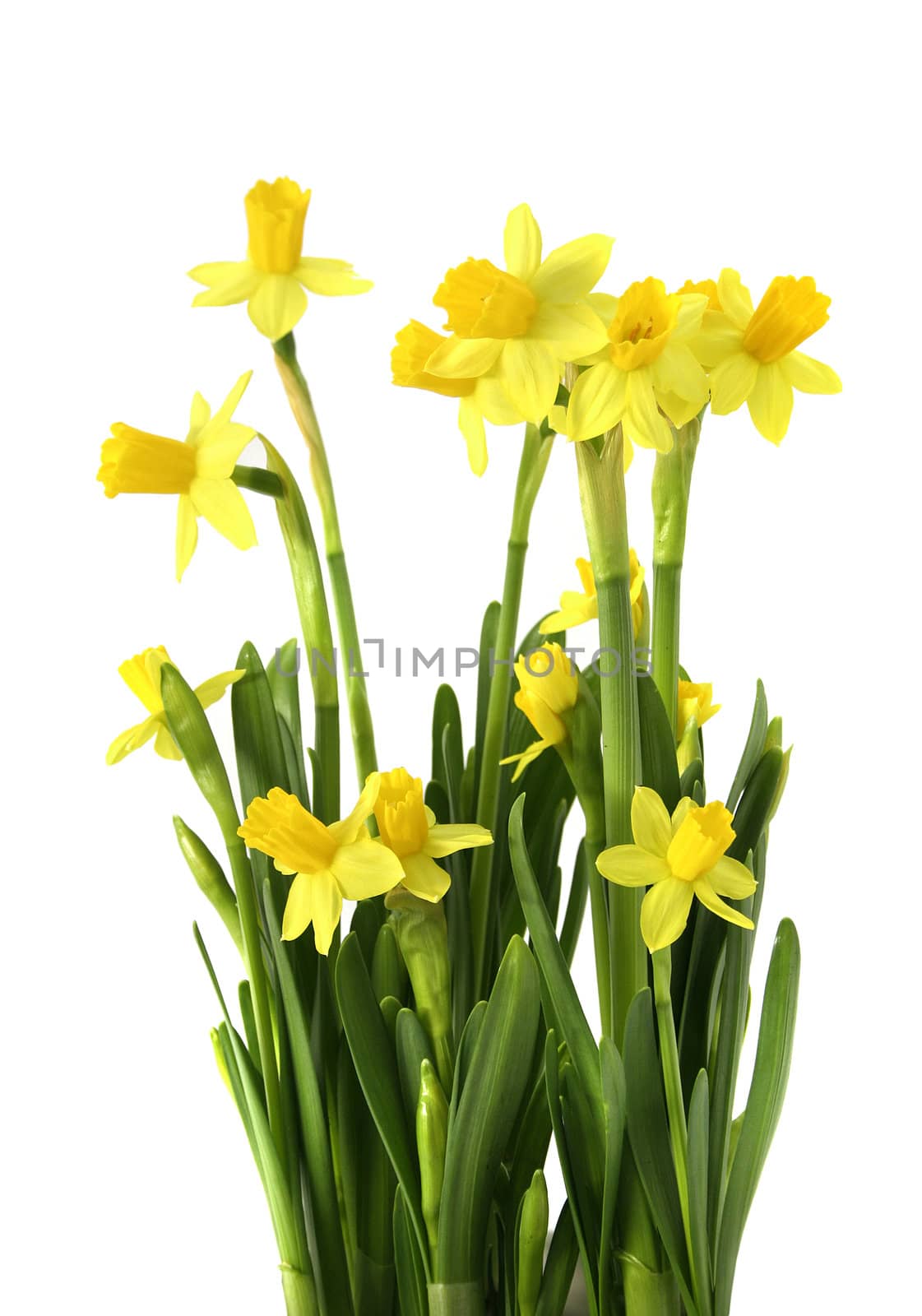 Yellow narciss bunch with fresh green leaves isolated on white