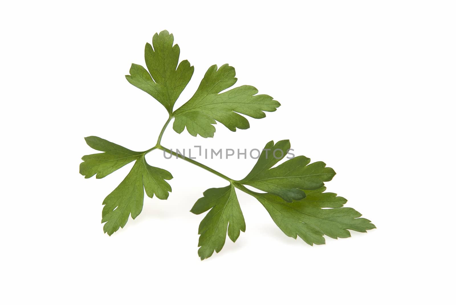 Fresh parsley isolated over a white background.
