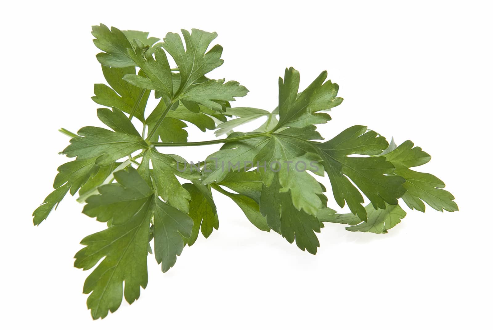 Fresh parsley isolated over a white background.
