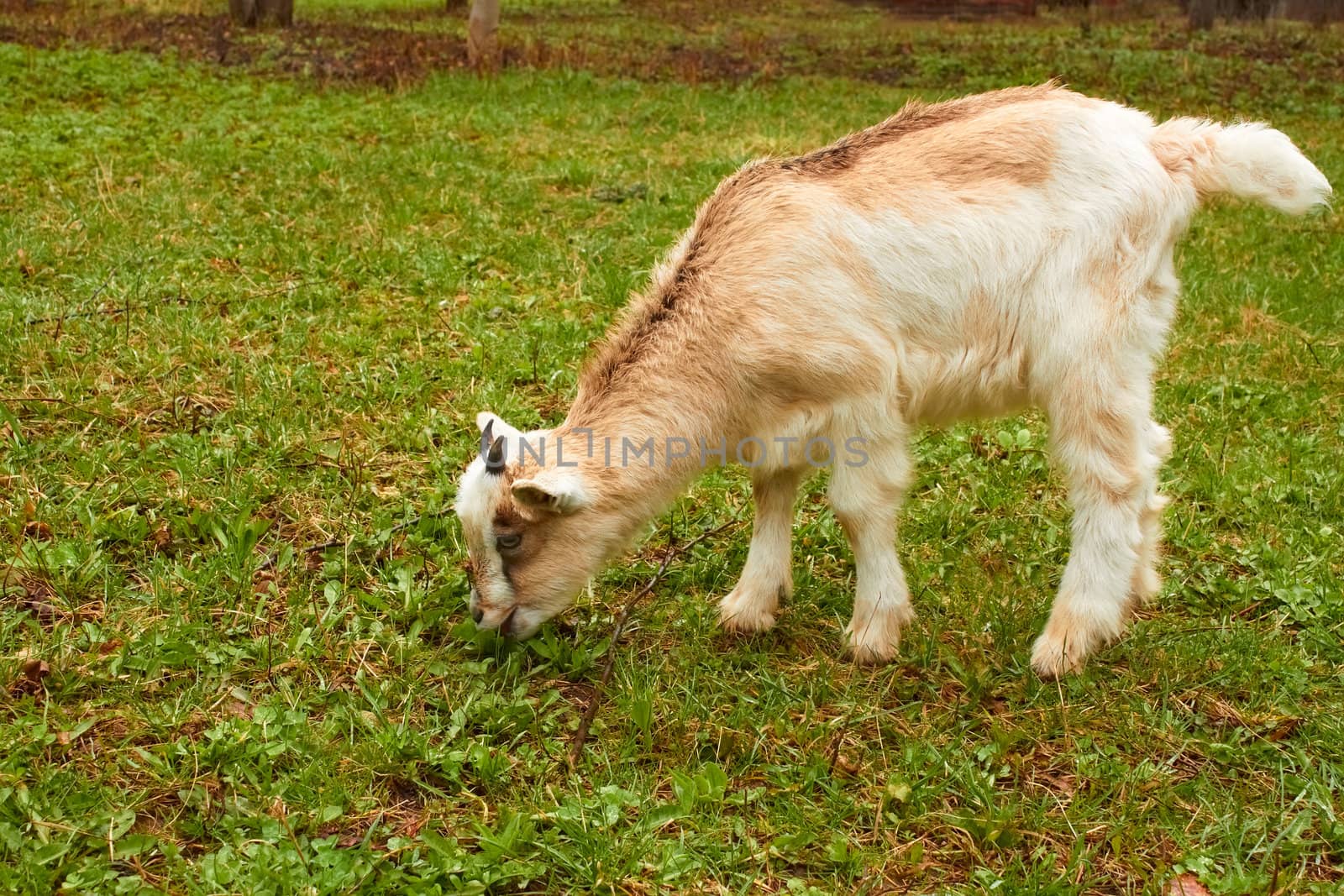 Young kid grazing on the pasture in spring season