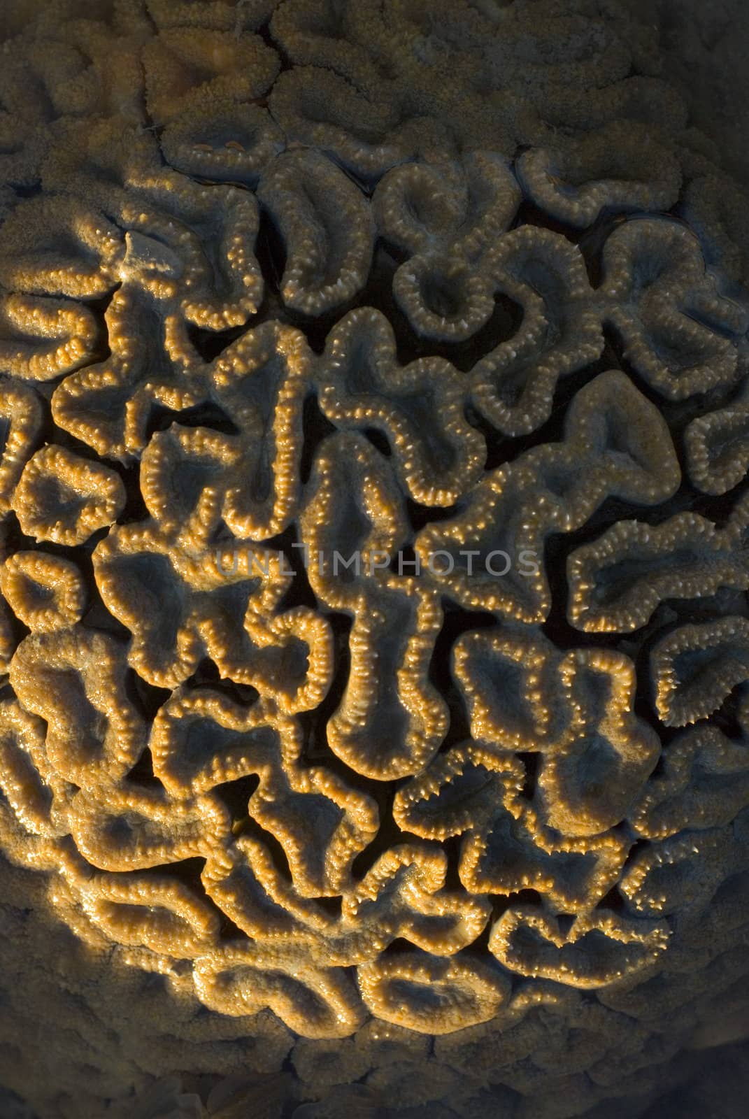 a brain coral, Favia sp, from the coral family Faviidae, Scleractinia