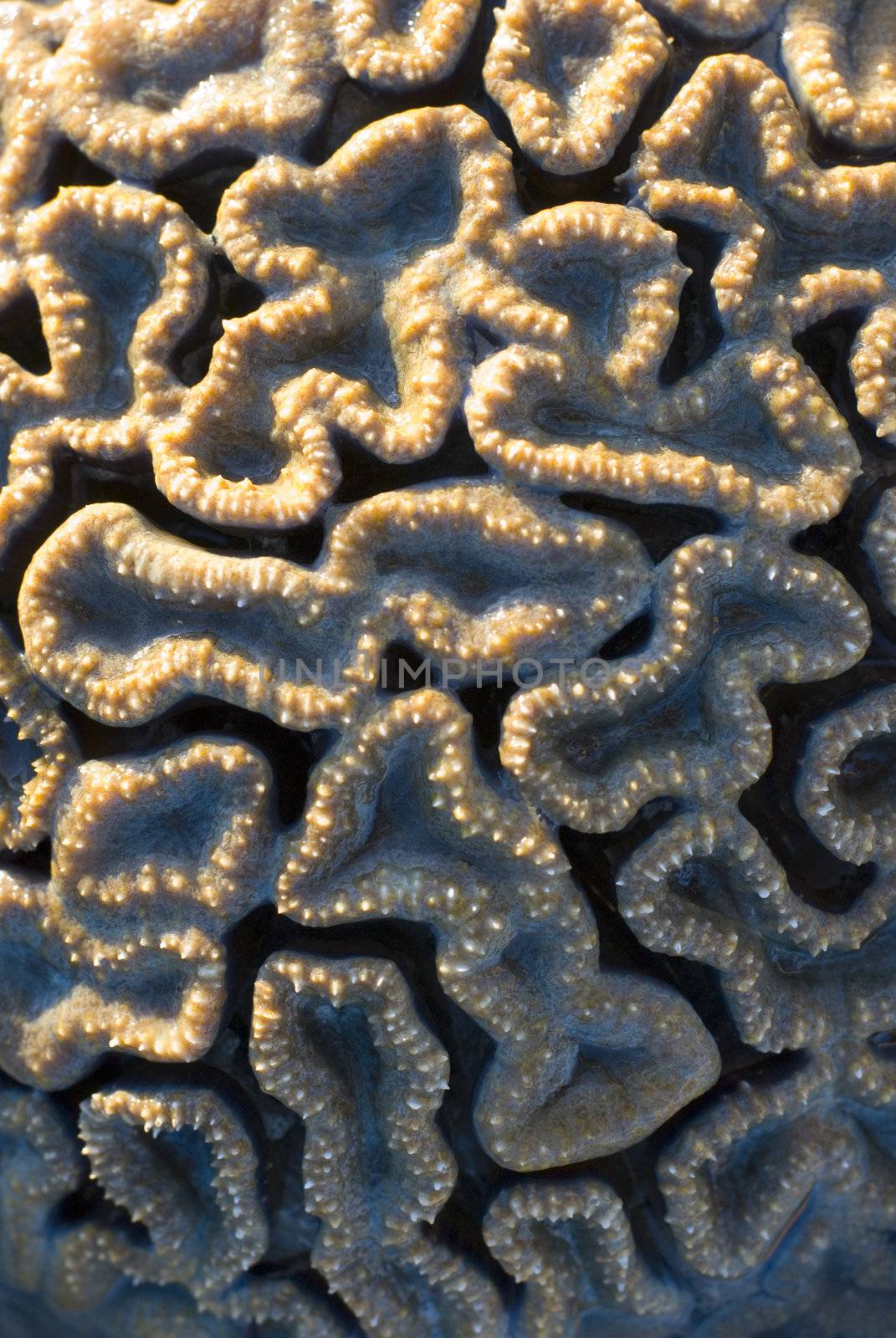 a brain coral, Favia sp, from the coral faimily Faviidae