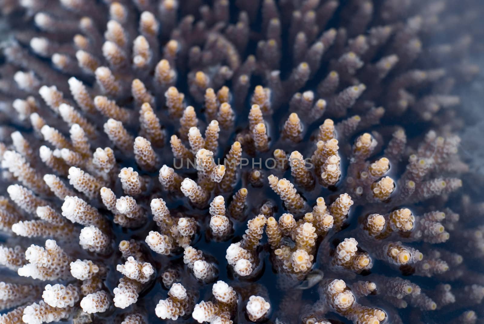 close up on finger like growths of hard coral of the order Acropora millepora