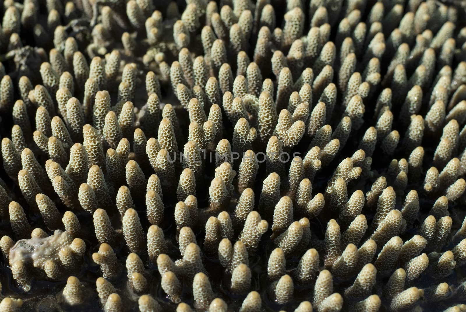 Acropora millipora coral fingers by stockarch