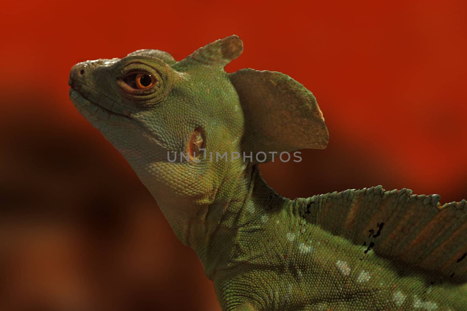 close up of Plumed basilisk