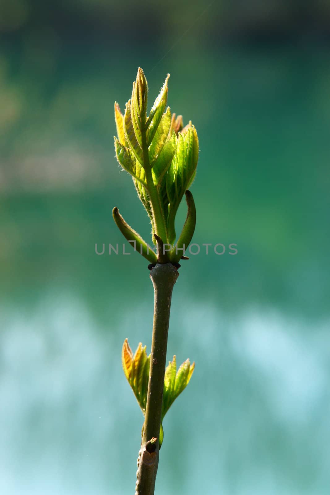 a sprout at spring time outside at a lake