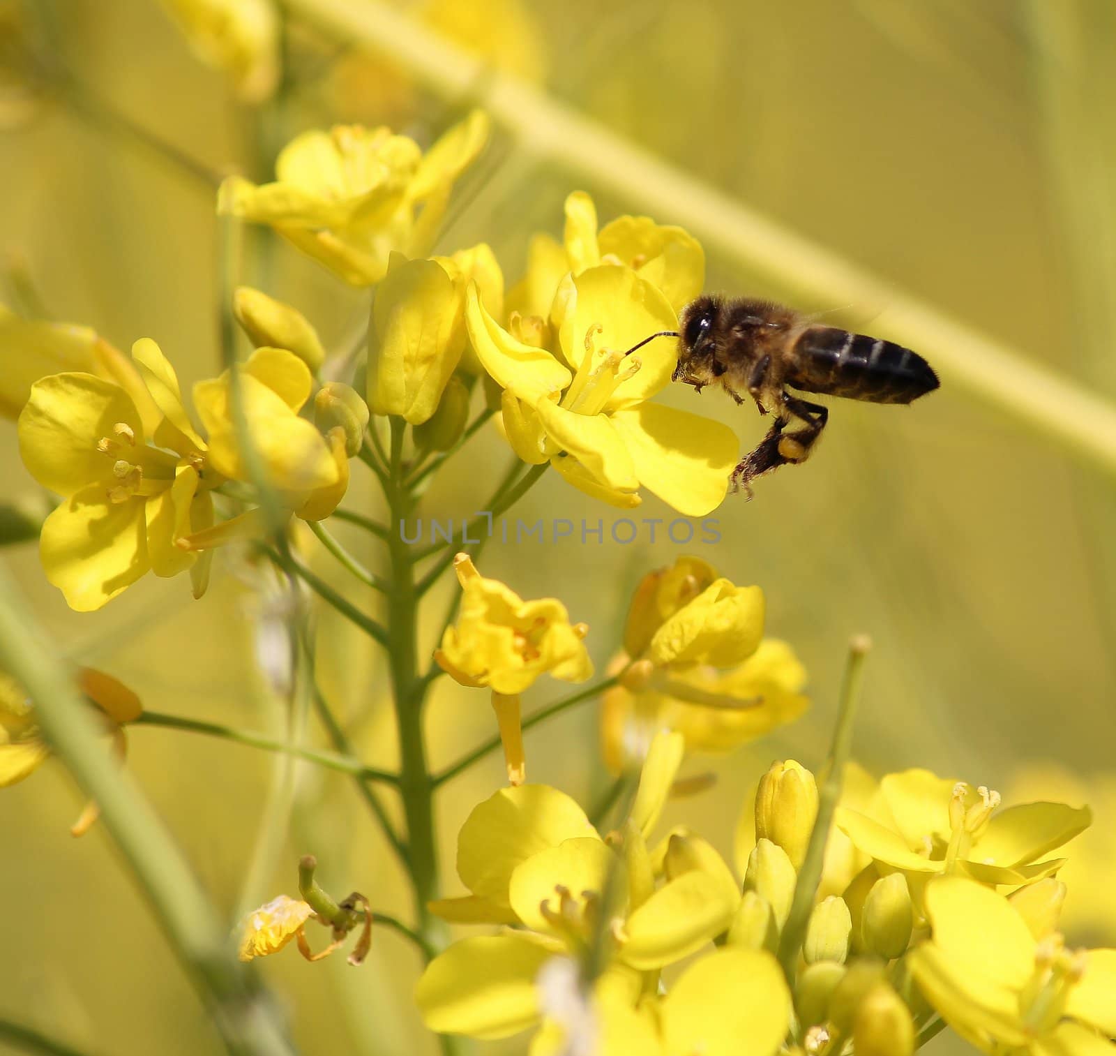 A bee aproaching an yellow flower in spring