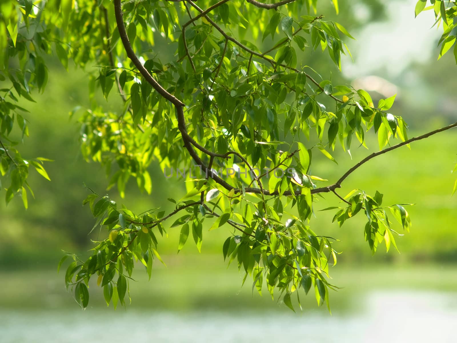 Tree branch with young green leaves