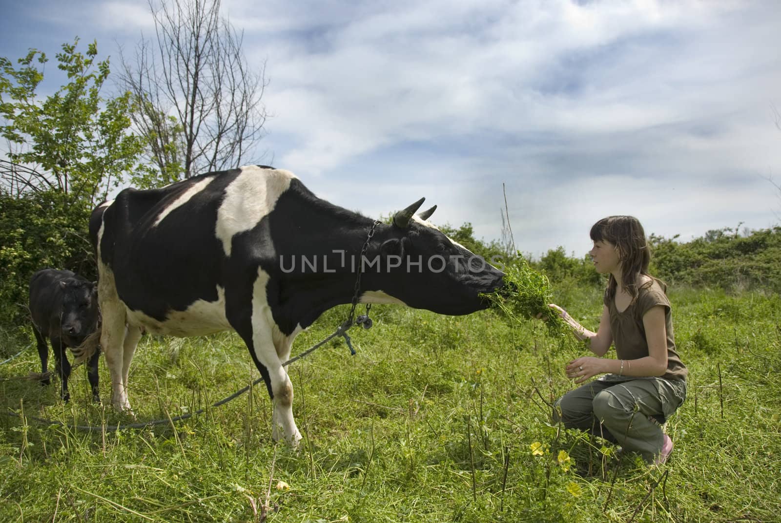 little girl and the cow in a field