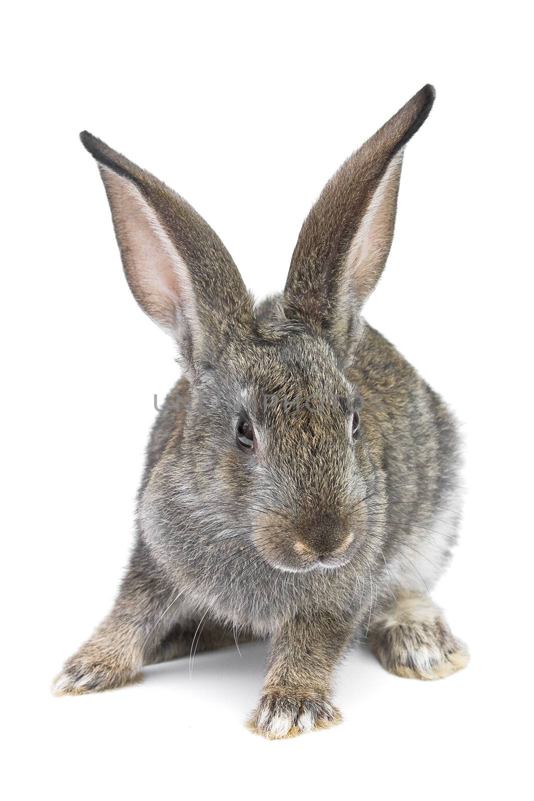 gray rabbit isolated on white background