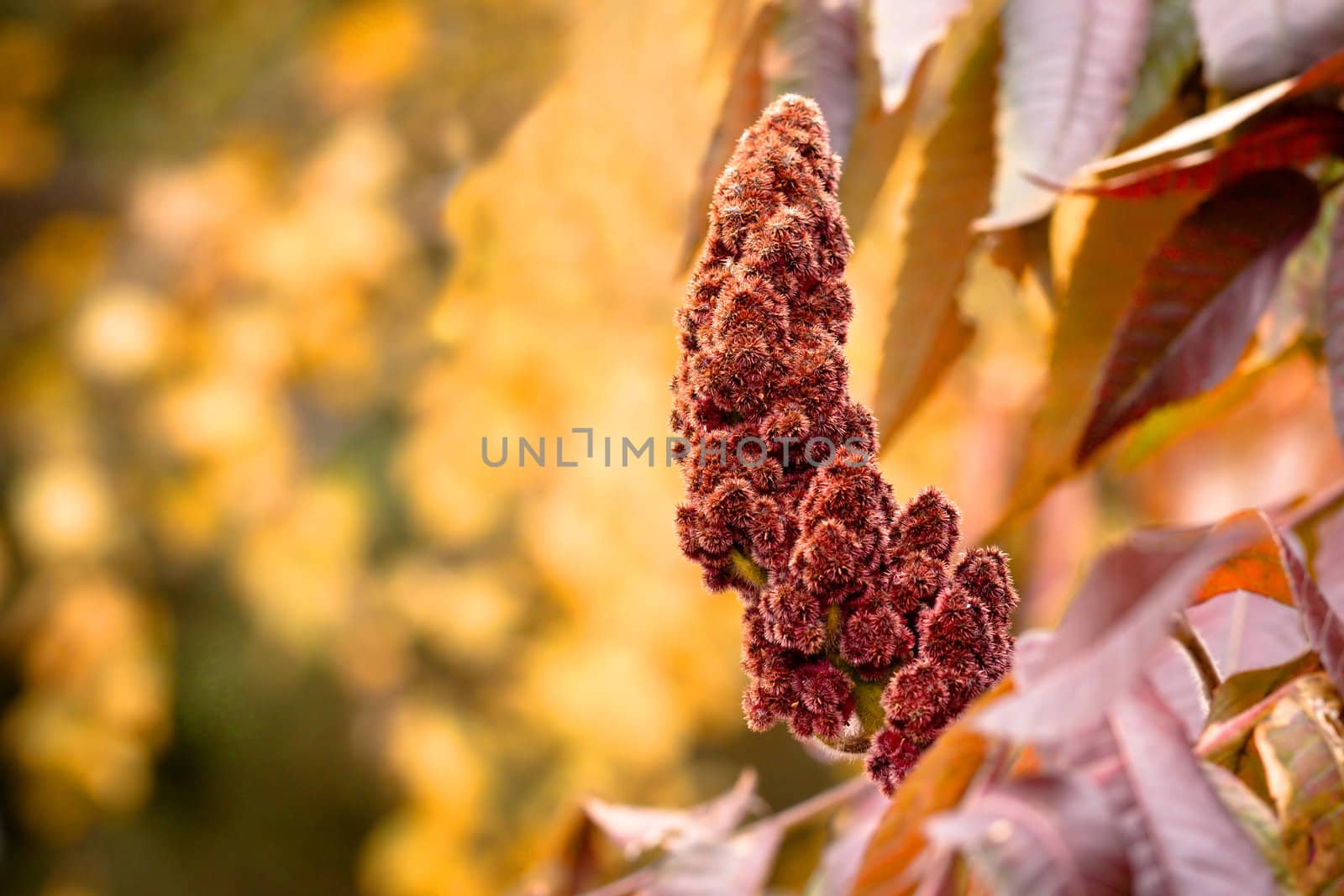 A beautiful autumn background with shallow focus