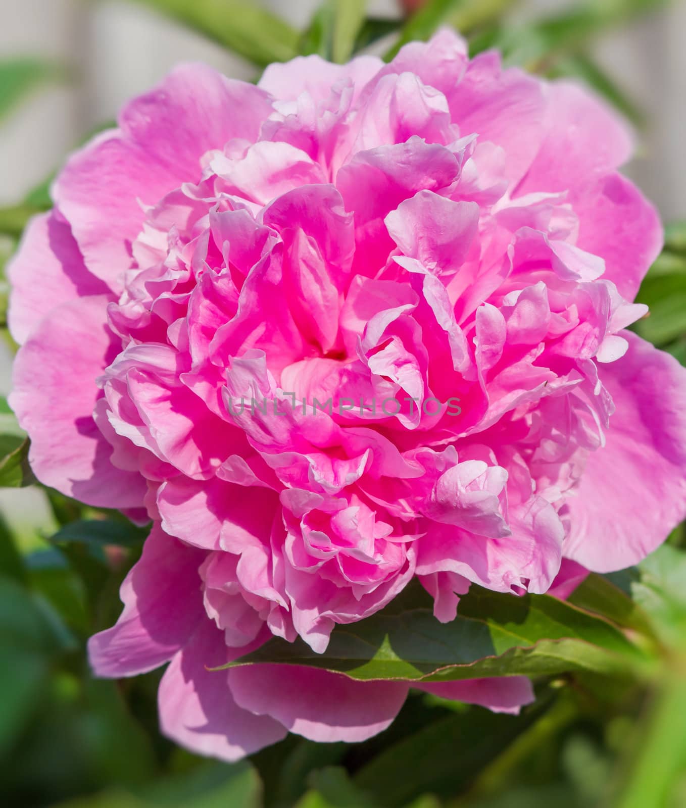 Big pink peony flower in garden with shallow focus