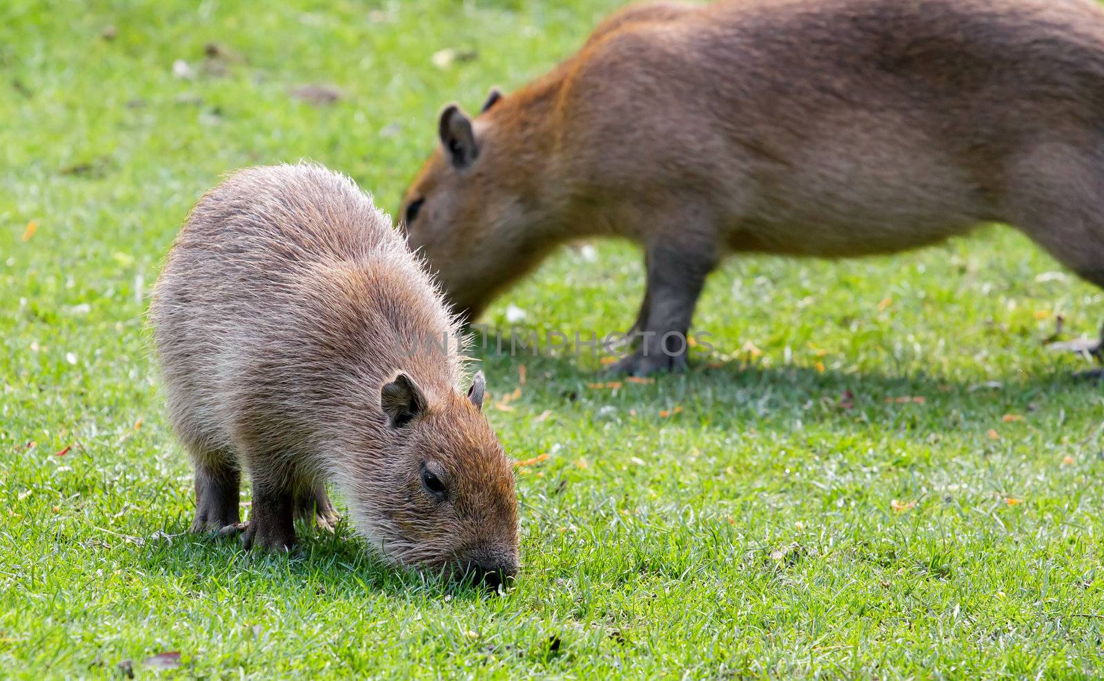 Capybara (Hydrochoerus hydrochaeris) grazing on fresh green grass 