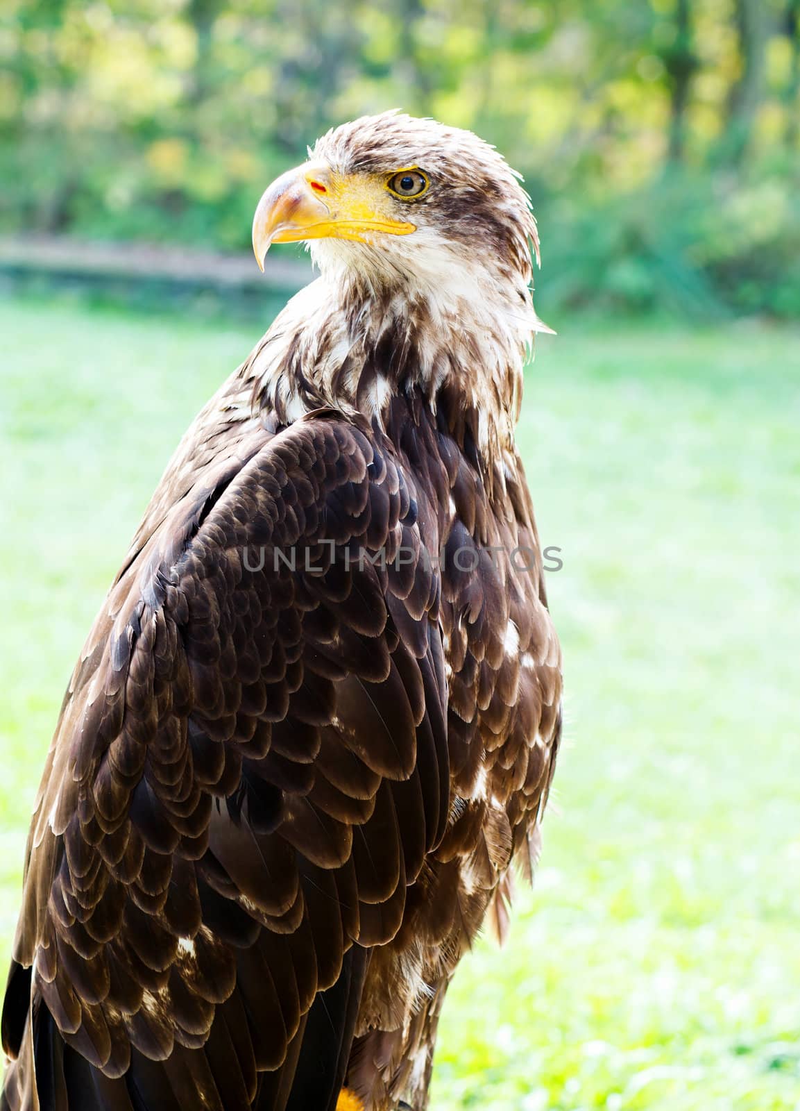 portrait of Big Sea Eagle Haliaeetus albicill
