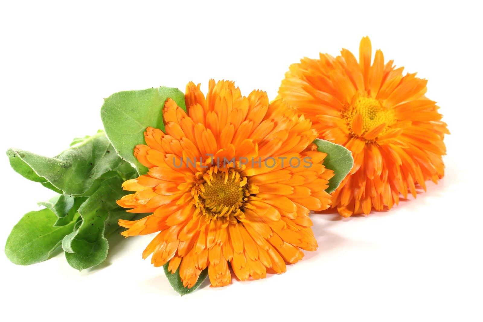 two orange marigold flowers with leaves on a bright background