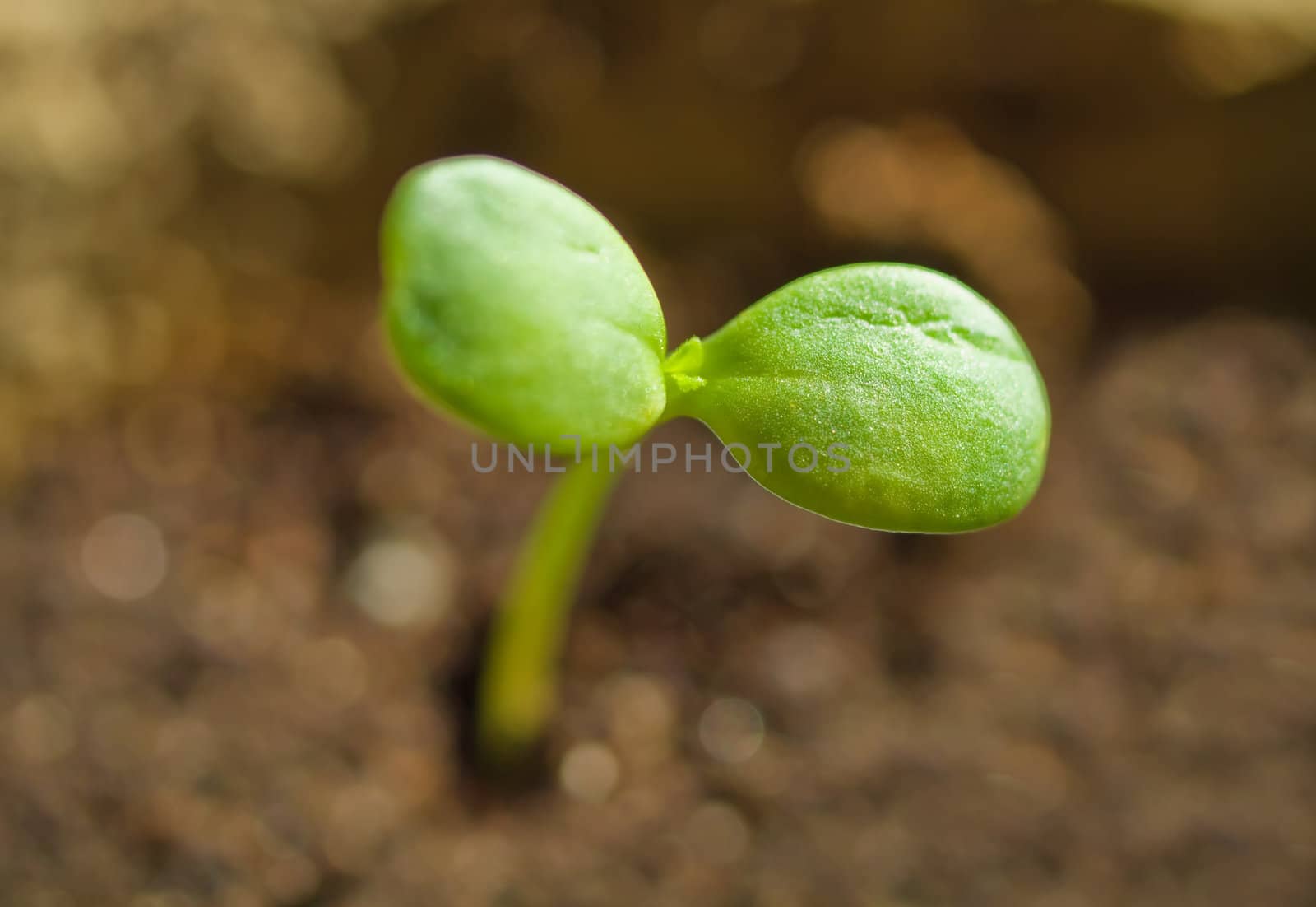Young green plant in the ground by kvinoz
