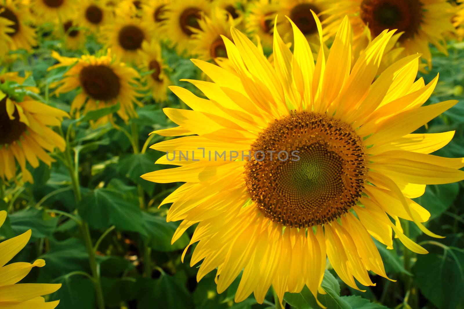Sun Flowers by rawich06