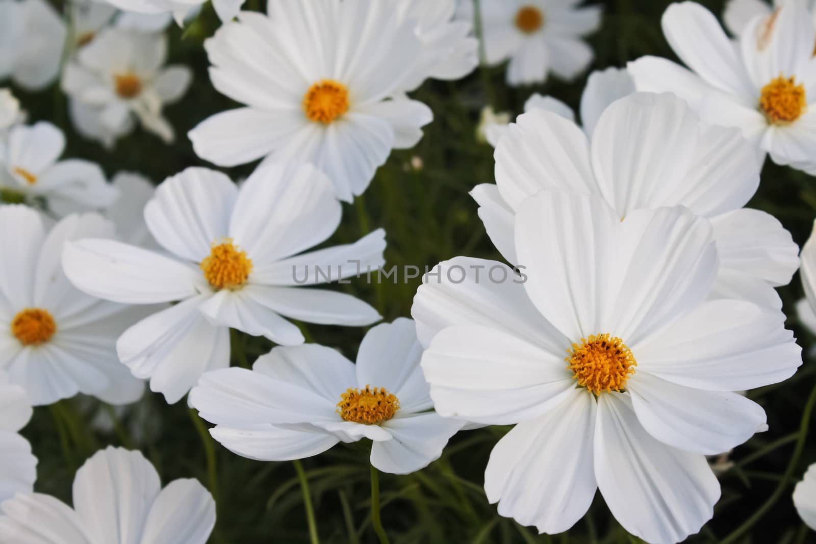 White flowers for with background