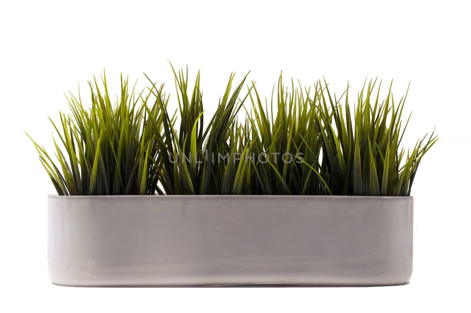 green cultivated grass plant in pot