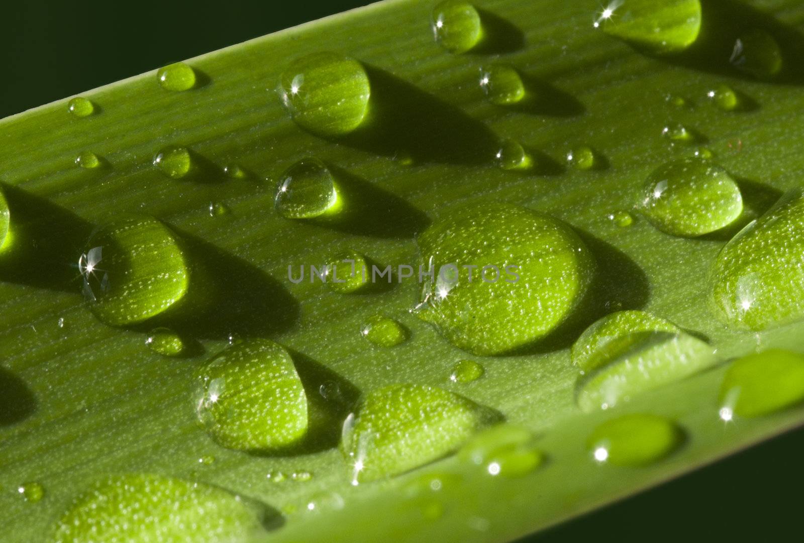 water drops on green leave by compuinfoto