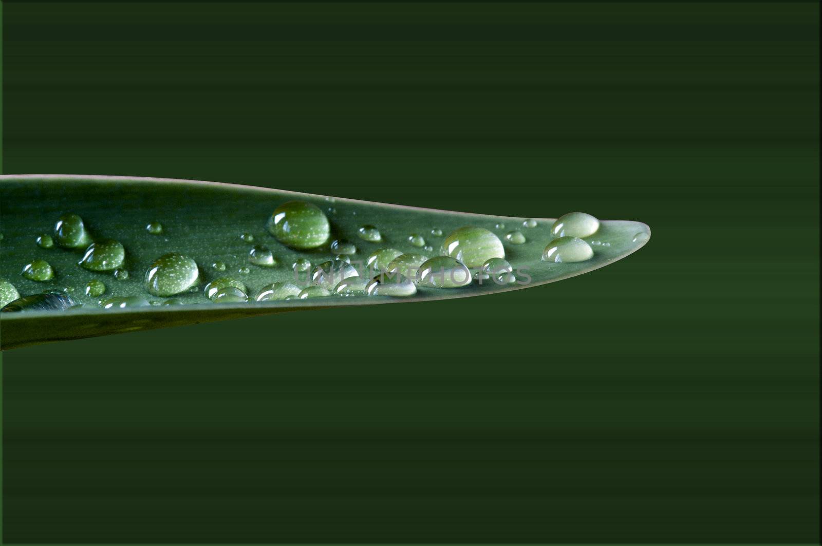 water drops on green leave