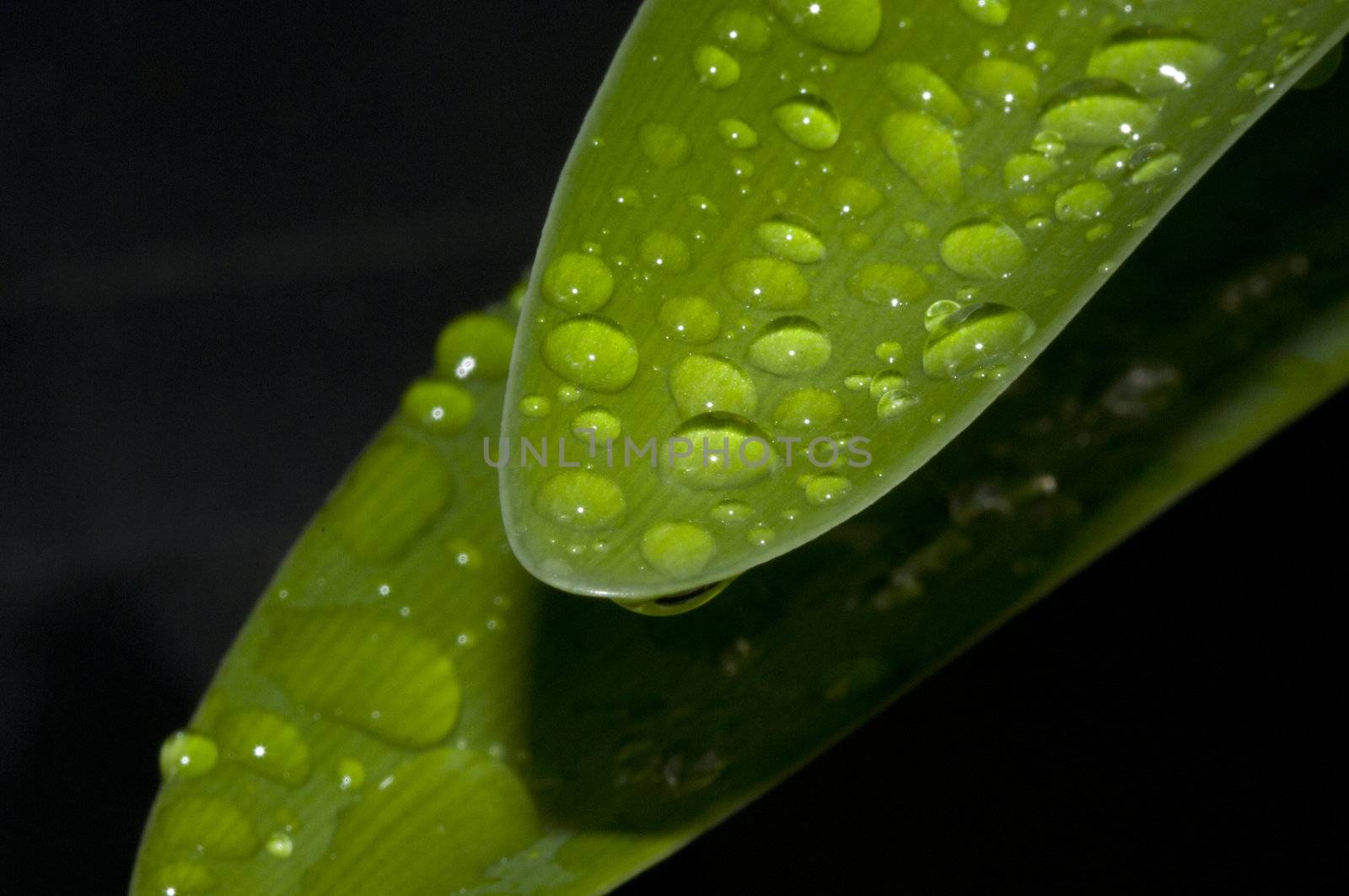 water drops on green leave with dark background