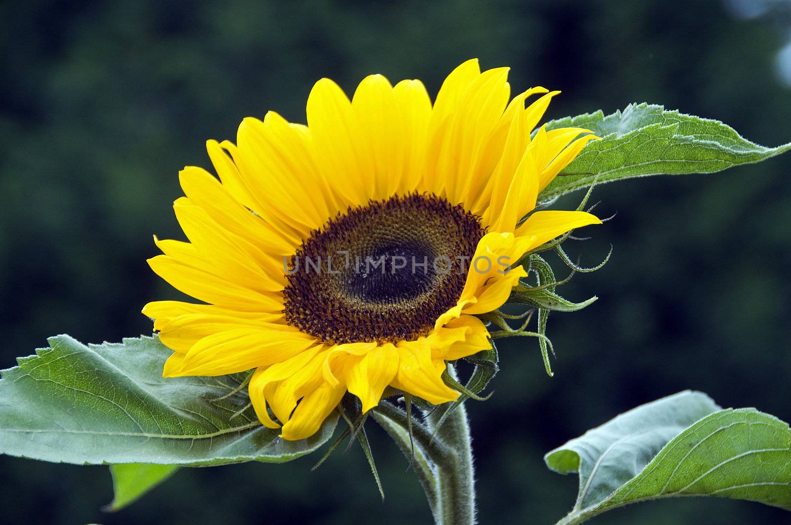 sunflower by compuinfoto
