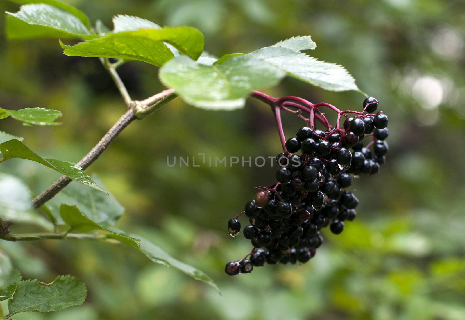 elderberry wet in the garden in Holland 