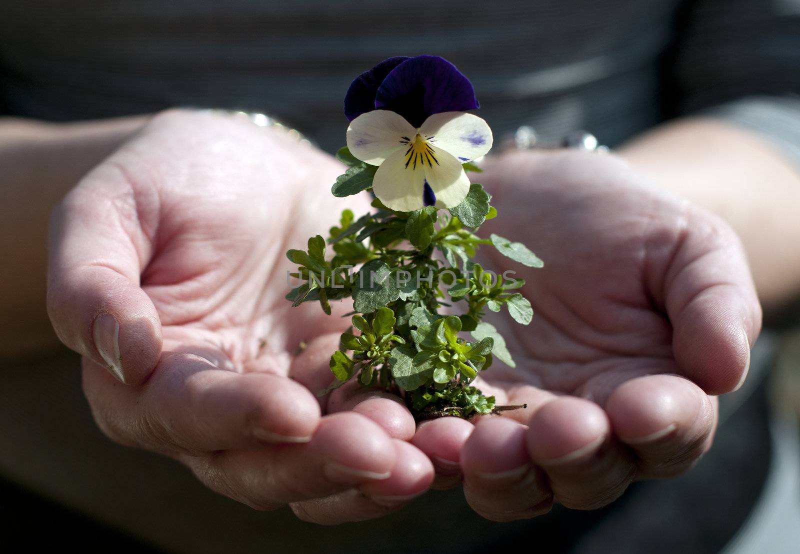 new growing flower in hand in springtime