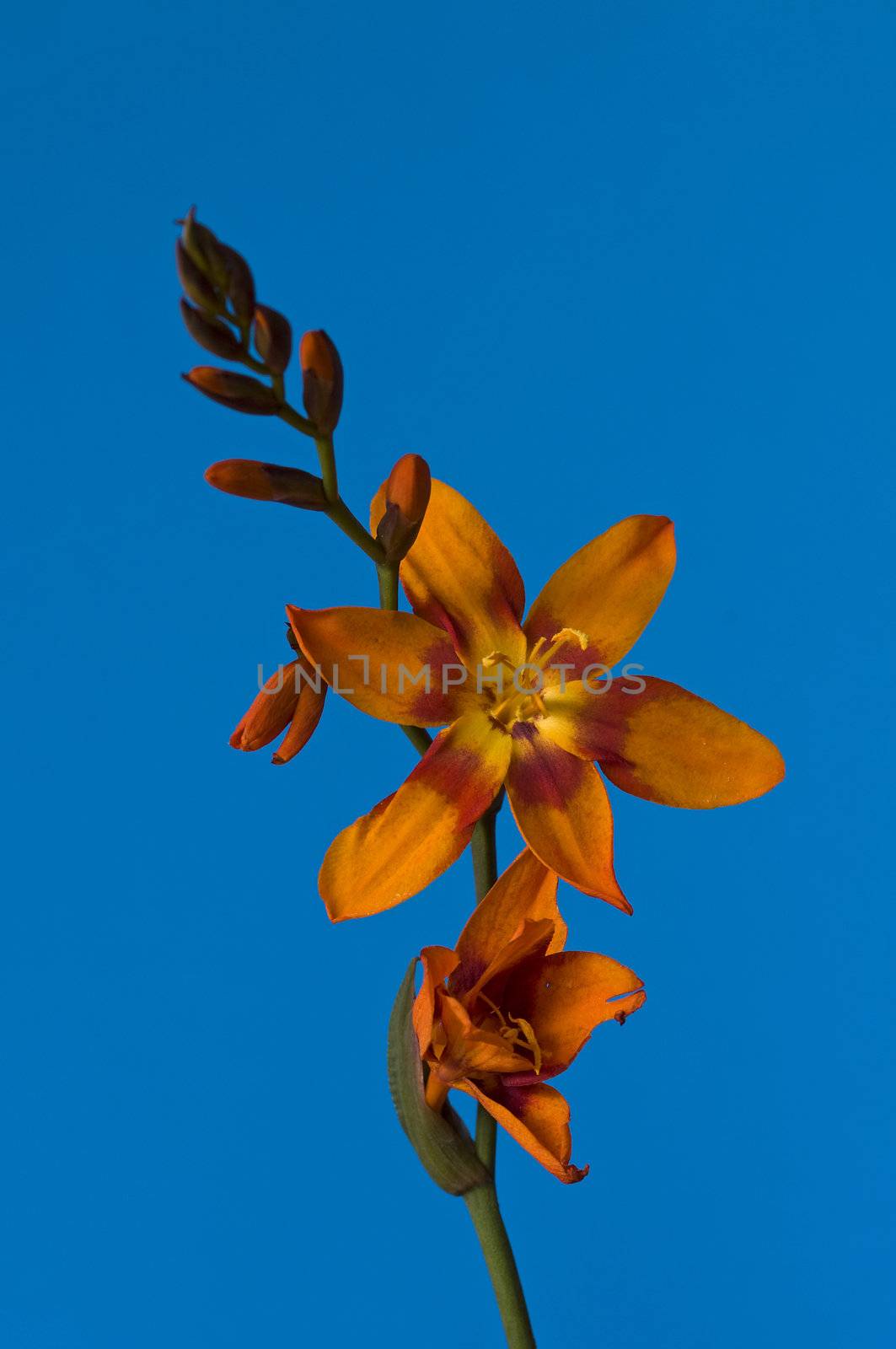 orange flower with a blue background