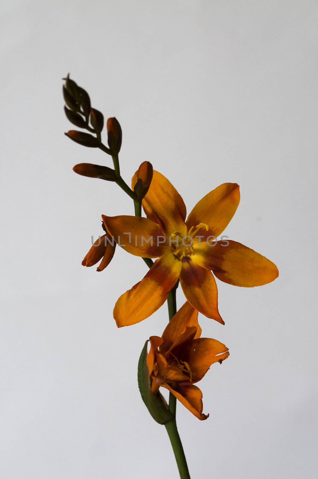 flower in orange color with a grey background