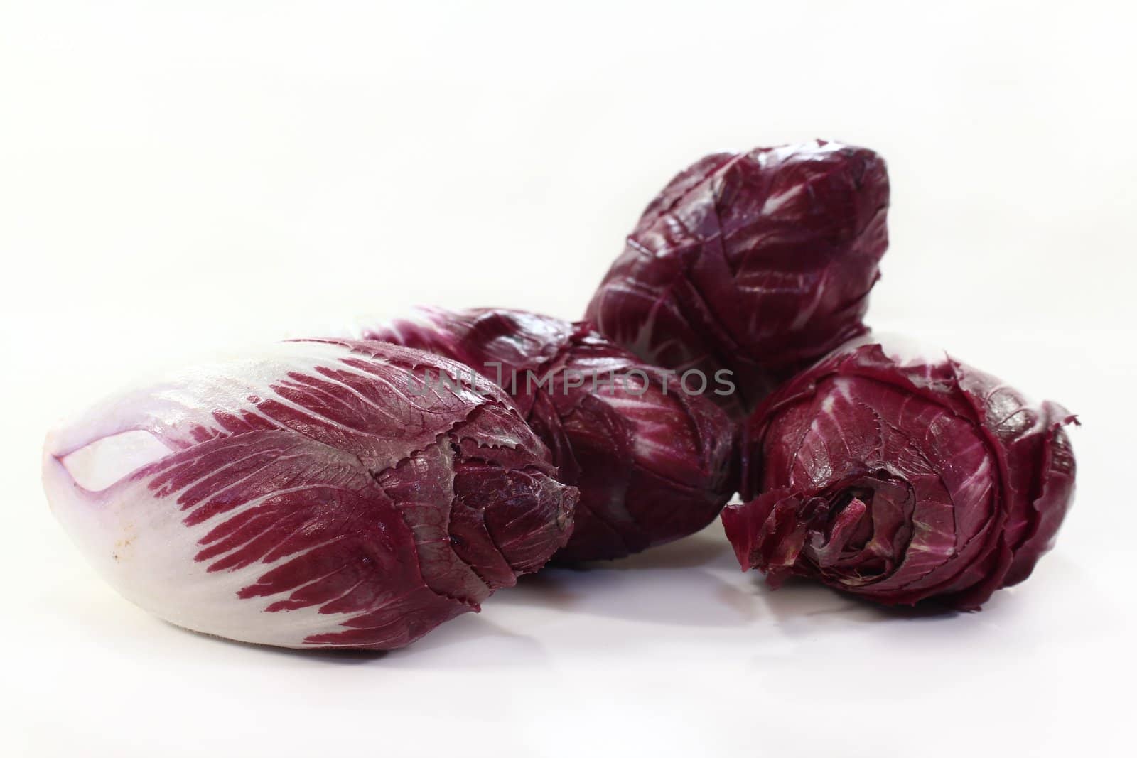 four red chicory on a white background