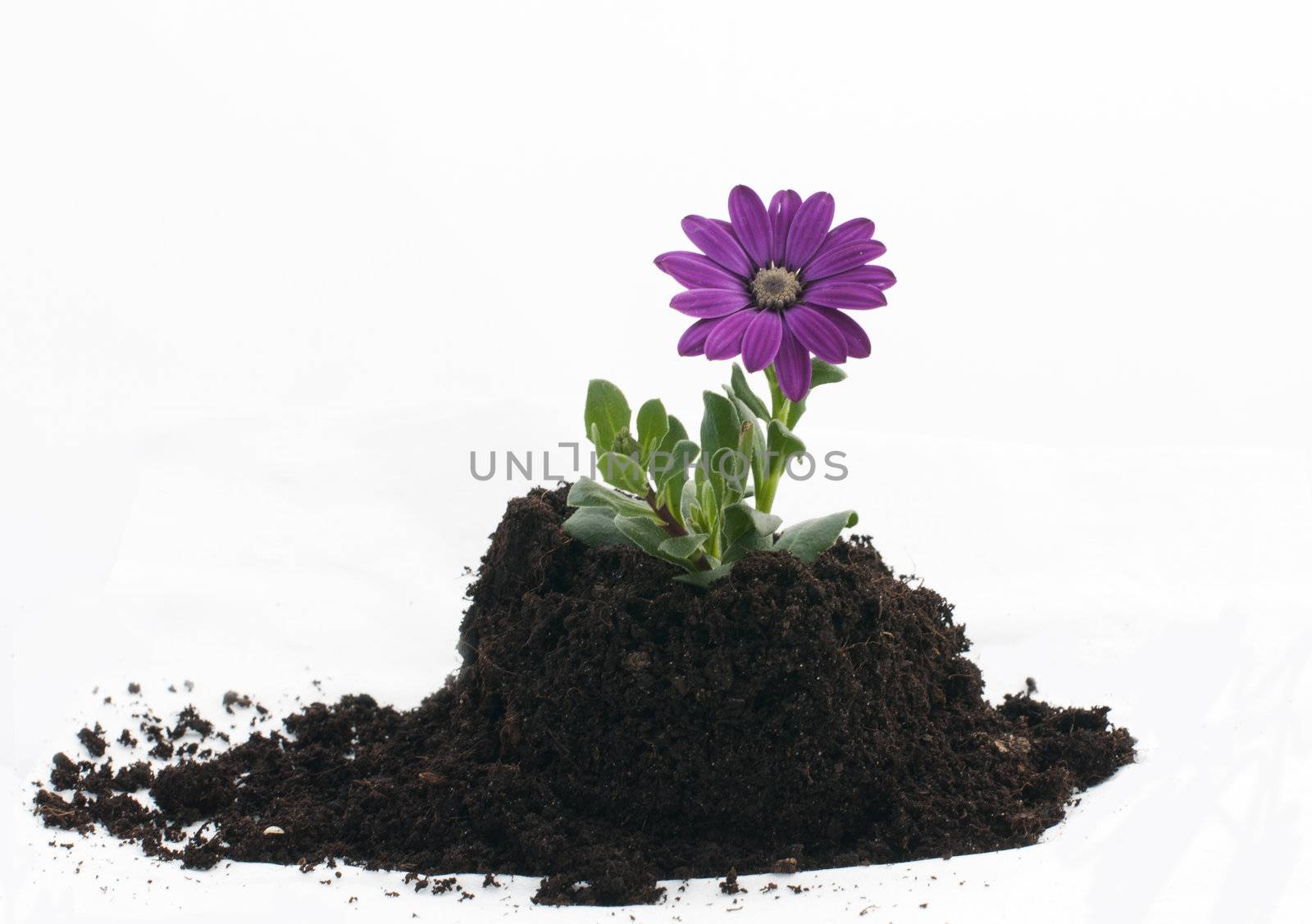 petunia flower as a new life