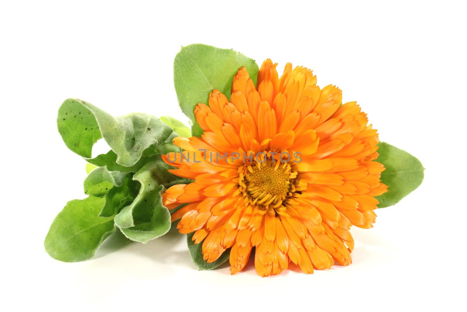 orange marigold flowers with leaves on a bright background