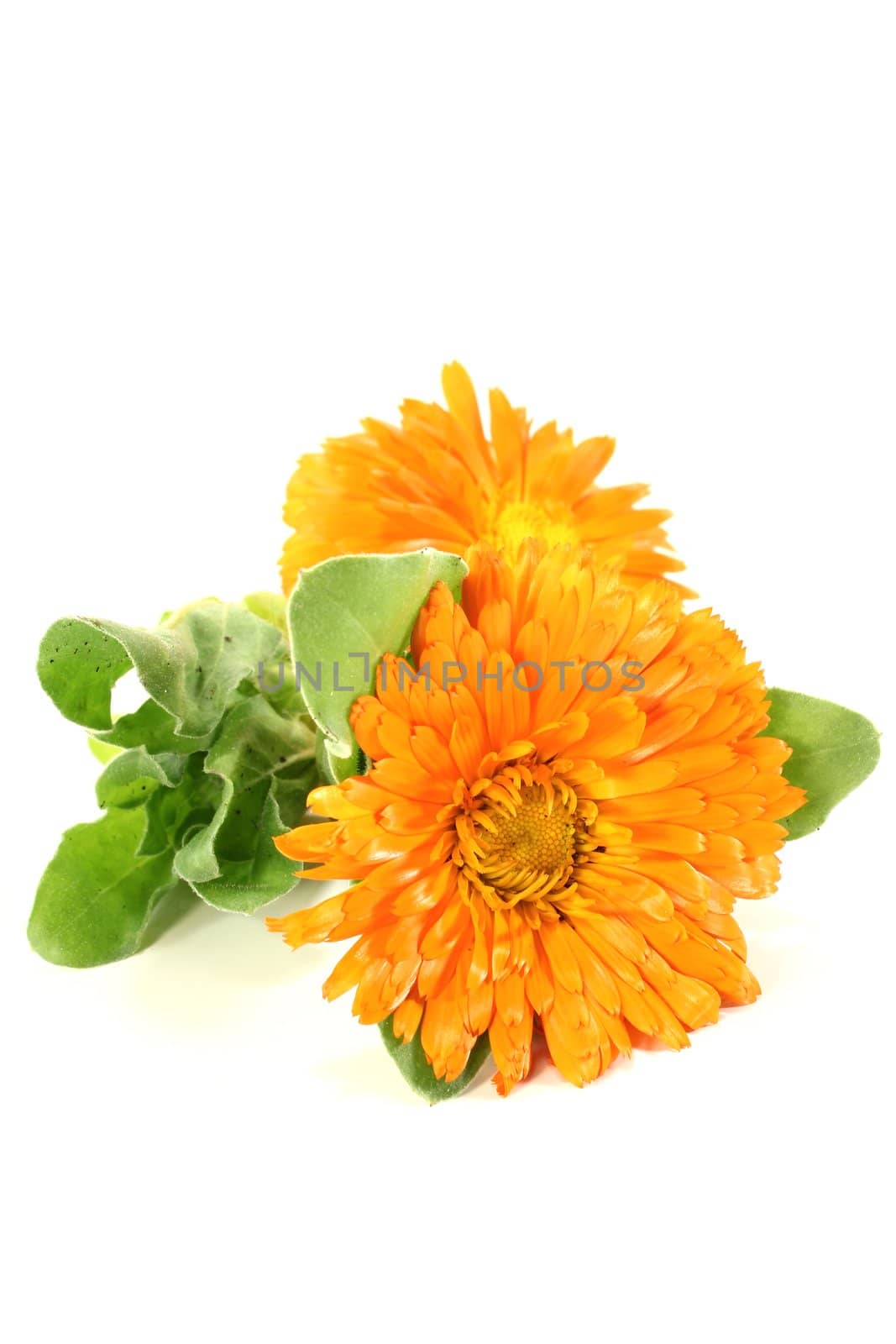 orange Marigold with leaves by discovery