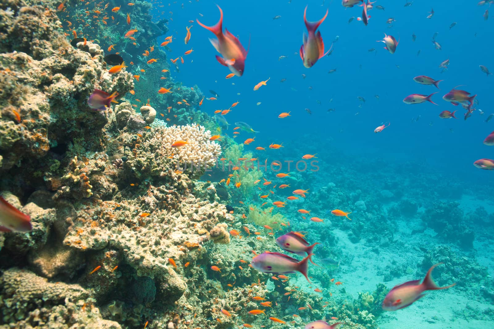 Scalefin anthias fish and corals in the sea by vsurkov