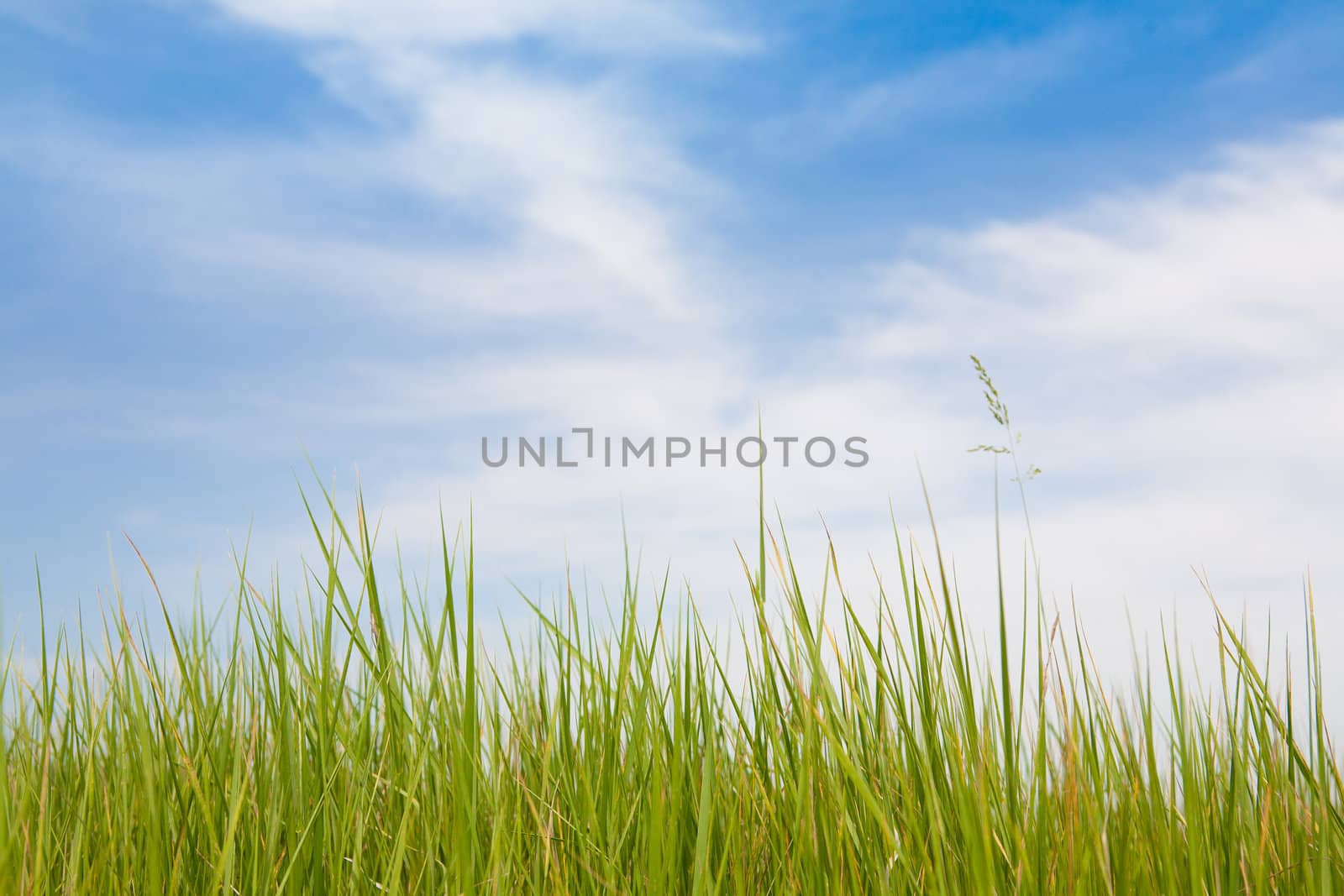 green grass and blue sky with clouds
