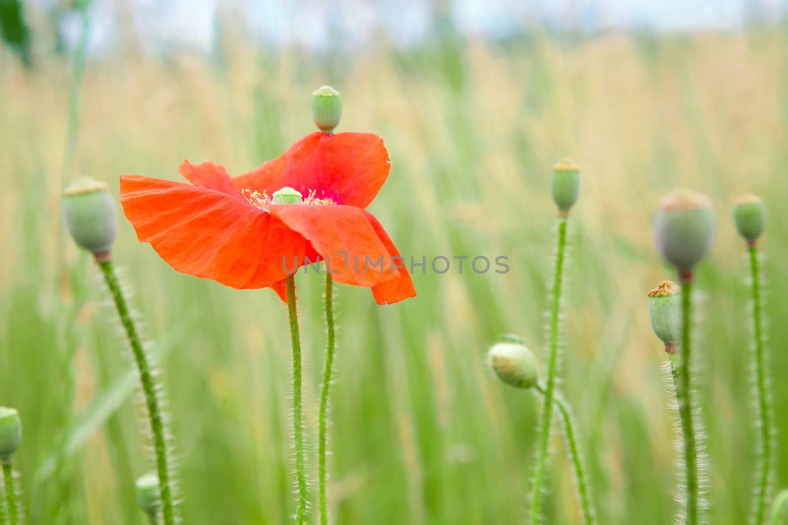 red poppy flower in the field