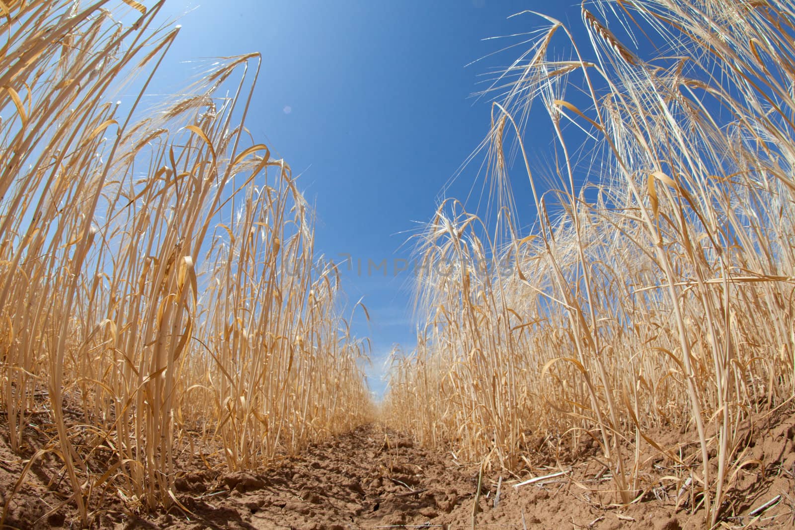 growing rows of wheat and blue sky