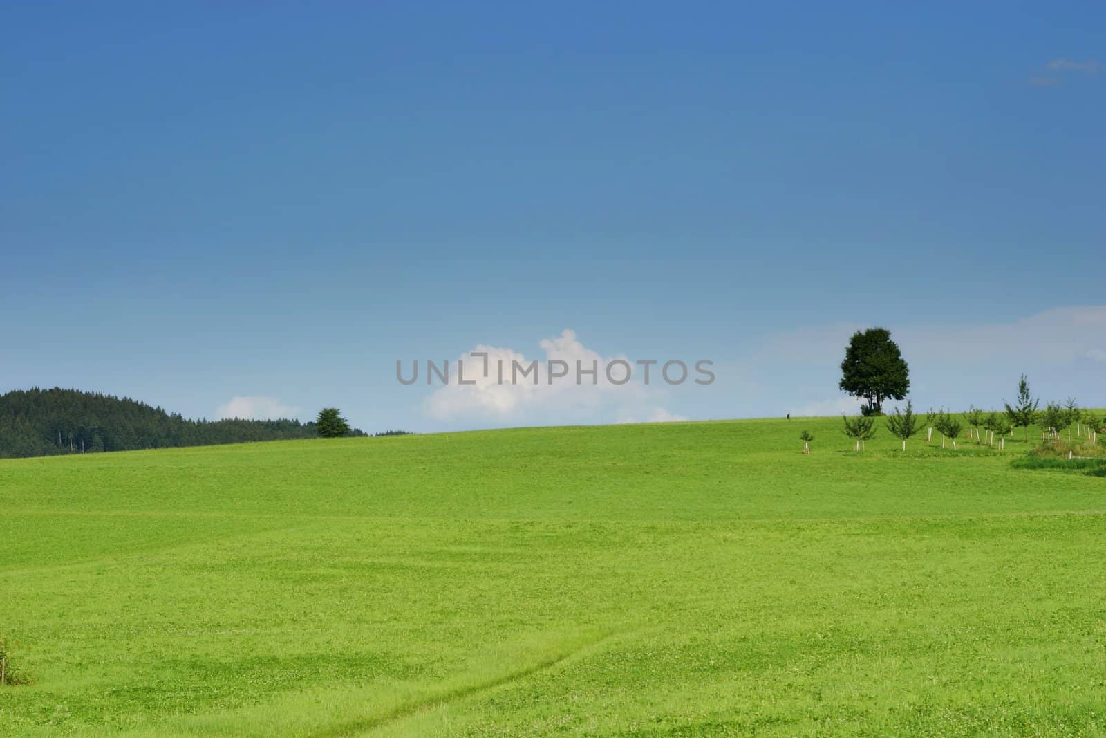 a nice landscape in summertime with blue sky